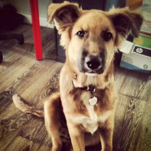 Animals are the best.